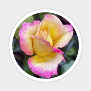 Multicolored Rose in Spring Rain Magnet